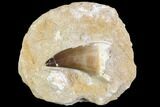 Mosasaur (Prognathodon) Tooth In Rock - Nice Tooth #105851-1